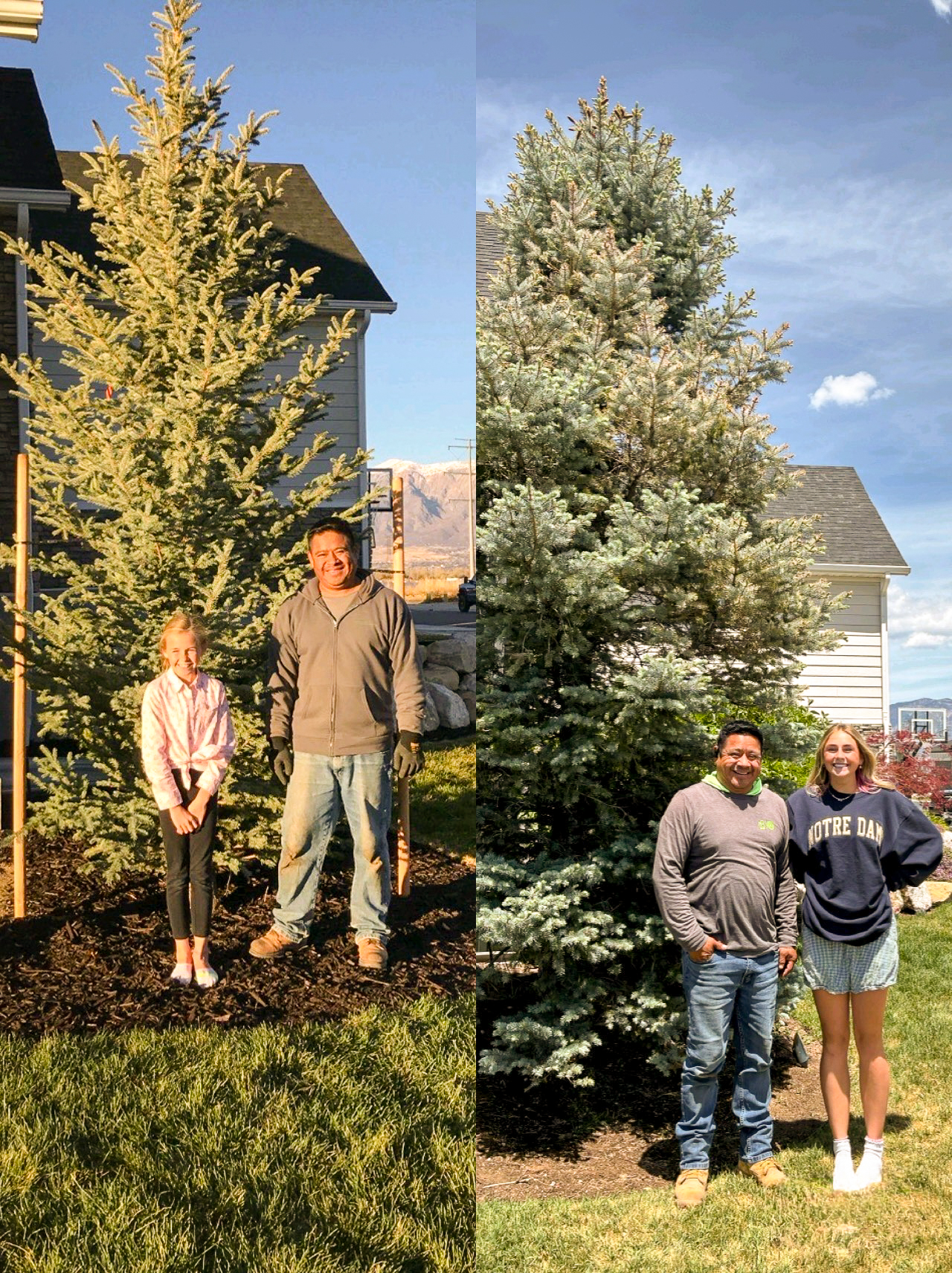 Before and after — trees planted by our crew years later