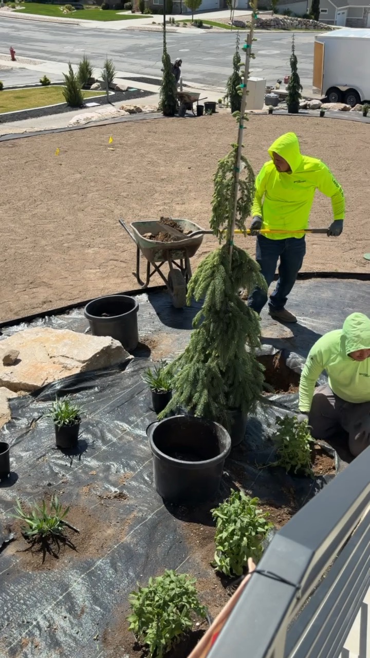 Planting trees on a residential install