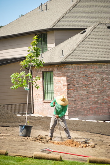 Crew member staking a newly planted tree