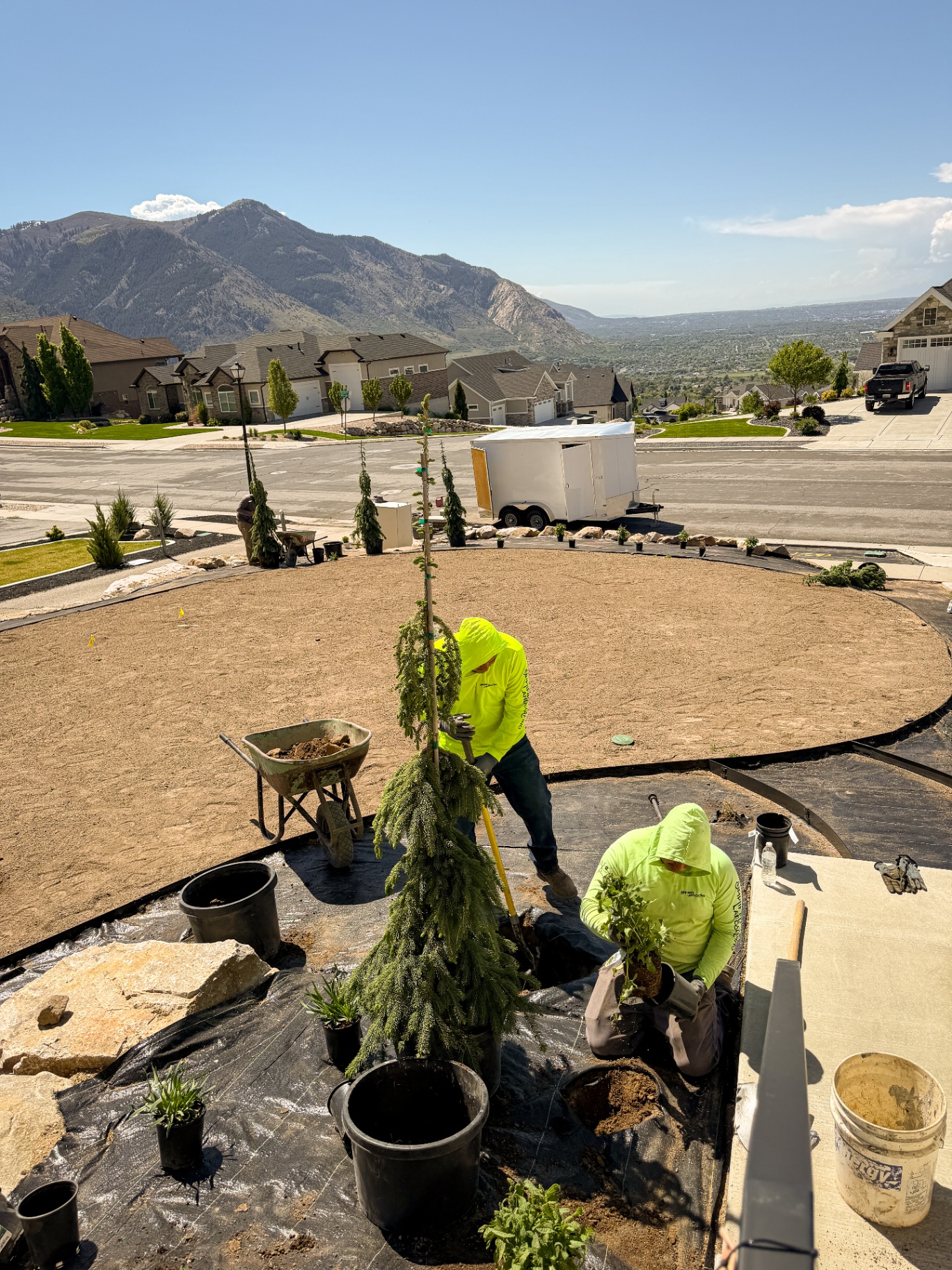 Planting evergreens with valley and mountain views